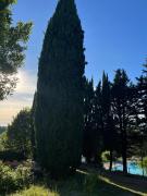 Top Novilara Top Novilara