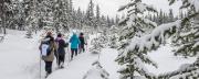 Top Big White