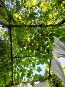 Top Les Plantiers