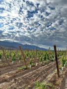 Top Calingasta Top Calingasta