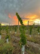 Top Calingasta