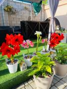 Top Fontanka Top Fontanka