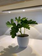 Modern Condo, Sea View, Fast Wifi, Cafe, Panglao