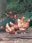 Top Saint-Aubin-de-Nabirat