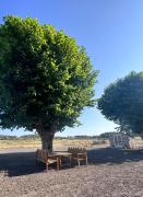 Le gite de la scie à archet