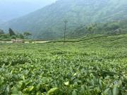 Top Darjeeling