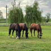 Tenuta Oasi del cavallo
