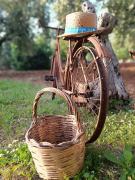 Top Lamie di Olimpia