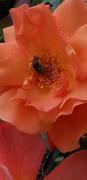 Domus Rose