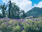 The Dees at sinharaja