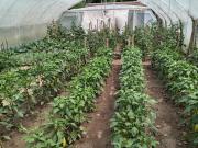 Top Veliko Krušince