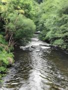 Top Cibuyo Top Cibuyo