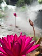 Top Xuân Vi Top Xuân Vi