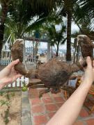 Villa 6 Beds- Phu Quy Island 300m2 with private beach