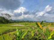 Top Wonosobo