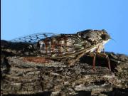 Gîte Chrysalide du Luberon