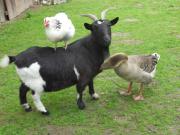 Top Boufflers Top Boufflers