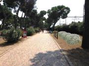 Top Pineto