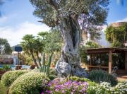 Top Sant Rafael de Sa Creu