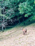 Reddish Deer House ::: Cadore Dolomiti