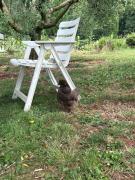 La Pace del Brolo dello Agnellino