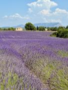 Top Venelles