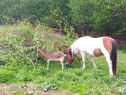 Top Krempna Top Krempna