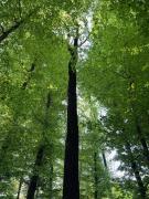 Top Rogaška Slatina