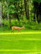 Top Kudowa-Zdrój Top Kudowa-Zdrój