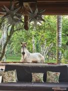 Eco Lodge near Corcovado, 400m to Beach on a Peaceful Private Reserve