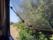 Top Barão de São João