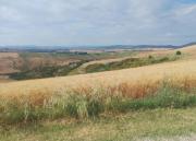 Top Asciano