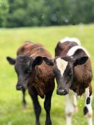 Top Winiec Top Winiec