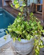 Casa do pé de Jabuticaba