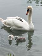 Le moulin de Sauvage