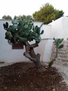 Top Ceglie Messapica Top Ceglie Messapica