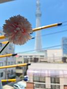 nestay inn tokyo skytree