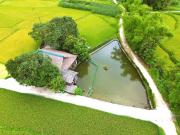 Mộc mạc nhà sàn