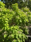 Waldtraum Wandlitzsee