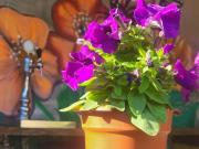 Top Podu Dîmboviţei