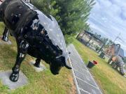 Top Dziwnów Top Dziwnów