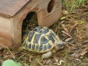 Top Plascassier Top Plascassier