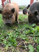 Top Korsør Top Korsør