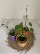 Studio vert idéalement situé gare cœur de ville et accès direct bus futuroscope