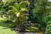 Top Koloa