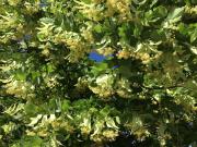 Top Saint-Auban-sur-lʼOuvèze