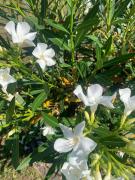 Top Radolfzell am Bodensee