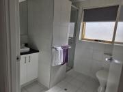 Pelicans Albany Middleton Beach