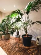 Oase der Ruhe- Übernachten in der Gesundheitspraxis im Herzen von Basel