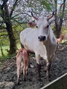 Agriturismo Cascina Dolomiti